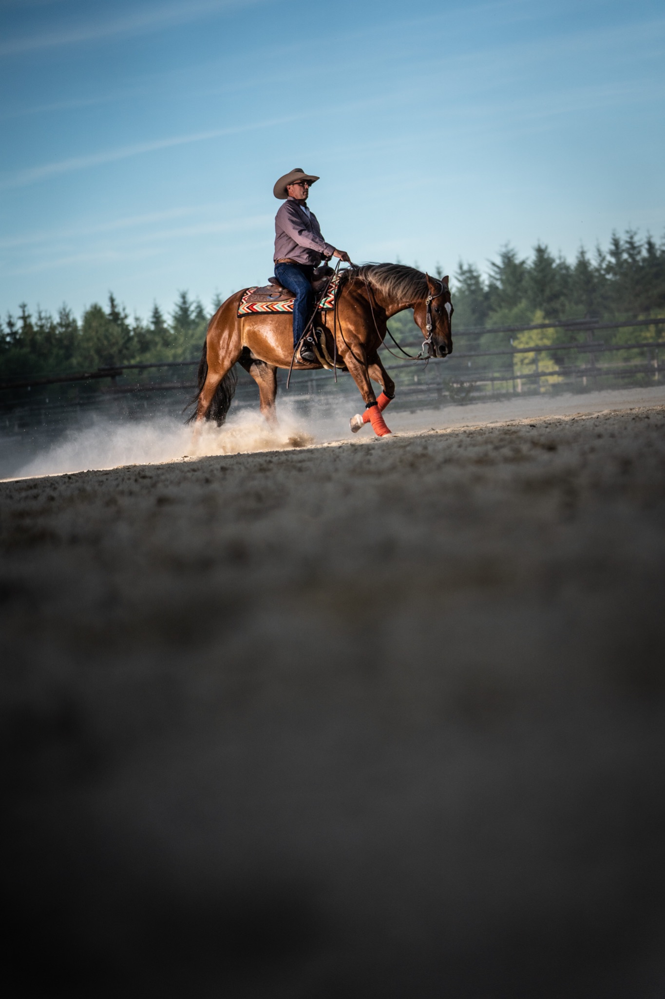 Dieter Bürger Performance Horses